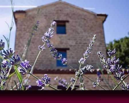 L'Alboreto Salvatico Homestay Serra San Quirico Exterior foto